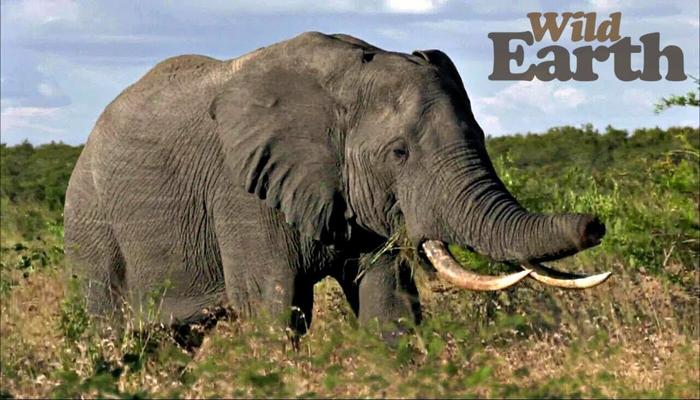 WildEarth Uses NFTs to Save South Africa's Wildlife